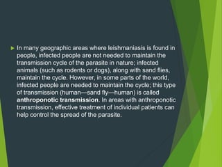  In many geographic areas where leishmaniasis is found in
people, infected people are not needed to maintain the
transmission cycle of the parasite in nature; infected
animals (such as rodents or dogs), along with sand flies,
maintain the cycle. However, in some parts of the world,
infected people are needed to maintain the cycle; this type
of transmission (human—sand fly—human) is called
anthroponotic transmission. In areas with anthroponotic
transmission, effective treatment of individual patients can
help control the spread of the parasite.
 