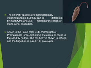  The different species are morphologically
indistinguishable, but they can be differentiated
by isoenzyme analysis, molecular methods, or
monoclonal antibodies.
 Above is the False color SEM micrograph of
Promastigote form Leishmania mexicana as found in
the sand fly midgut. The cell body is shown in orange
and the flagellum is in red. 119 pixels/μm.
 
