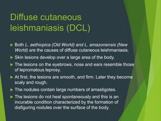 Diffuse cutaneous
leishmaniasis (DCL)
 Both L. aethiopica (Old World) and L. amazonensis (New
World) are the causes of diffuse cutaneous leishmaniasis.
 Skin lesions develop over a large area of the body.
 The lesions on the eyebrows, nose and ears resemble those
of lepromatous leprosy.
 At first, the lesions are smooth, and firm. Later they become
scaly and rough.
 The nodules contain large numbers of amastigotes.
 The lesions do not heal spontaneously and this is an
incurable condition characterized by the formation of
disfiguring nodules over the surface of the body.
 