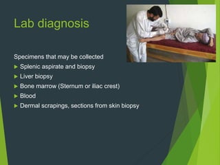 Lab diagnosis
Specimens that may be collected
 Splenic aspirate and biopsy
 Liver biopsy
 Bone marrow (Sternum or iliac crest)
 Blood
 Dermal scrapings, sections from skin biopsy
 