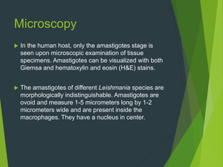Microscopy
 In the human host, only the amastigotes stage is
seen upon microscopic examination of tissue
specimens. Amastigotes can be visualized with both
Giemsa and hematoxylin and eosin (H&E) stains.
 The amastigotes of different Leishmania species are
morphologically indistinguishable. Amastigotes are
ovoid and measure 1-5 micrometers long by 1-2
micrometers wide and are present inside the
macrophages. They have a nucleus in center.
 