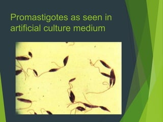 Promastigotes as seen in
artificial culture medium
 