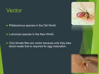 Vector
 Phlebotomus species in the Old World.
 Lutzomyia species in the New World.
 Only female flies are vector because only they take
blood meals that is required for egg maturation.
 