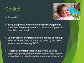 Control
 It includes:
 Early diagnosis and effective case management:
It reduces the prevalence of the disease and prevents
disabilities and death.
 Vector control control: It helps to reduce or interrupt
transmission of disease. It can be done by the use of
various insecticides e.g. DDT.
 Reservoir control: Potential reservoirs such as
dogs, rats, gerbils, other small mammals and rodents
should be controlled by methods such as incineration.
 
