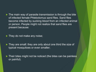  The main way of parasite transmission is through the bite
of infected female Phlebotomus sand flies. Sand flies
become infected by sucking blood from an infected animal
or person. People might not realize that sand flies are
present because:
 They do not make any noise;
 They are small: they are only about one third the size of
typical mosquitoes or even smaller;
 Their bites might not be noticed (the bites can be painless
or painful).
 