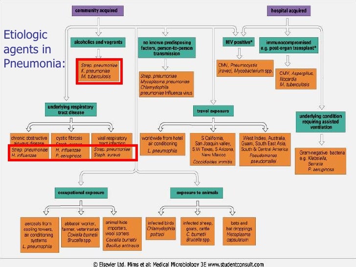 pathology of pneumonia