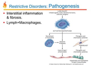 Restrictive Disorders: Pathogenesis 
 Interstitial inflammation 
& fibrosis. 
 Lymph+Macrophages. 
 