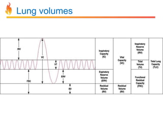 Lung volumes 
 
