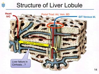 14
Structure of Liver Lobule
Portal Triad: Art, Vein, BD
GIT Venous bl.
Heart
IVC
Liver failure in
Cirrhosis…?
 