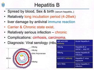 25
Hepatitis B
• Spread by blood, Sex & birth (serum hepatitis..)
• Relatively long incubation period (4-26wk)
• liver damage by antiviral immune reaction
• Carrier & Chronic state exist.
• Relatively serious infection – chronic
• Complications: cirrhosis, carcinoma.
• Diagnosis: Viral serology (HBs, HBc & HBe)
IgM anti-HAV
antibody
Acute Hepatitis A
HBsAg Hepatitis B or
carrier – exp./inf.
HBeAg Active hepatitis B
infection
Anti-HCV antibody Hepatitis C virus
exposure
HCV RNA Active hepatitis C
infection
 