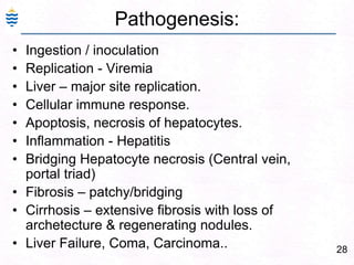 28
Pathogenesis:
• Ingestion / inoculation
• Replication - Viremia
• Liver – major site replication.
• Cellular immune response.
• Apoptosis, necrosis of hepatocytes.
• Inflammation - Hepatitis
• Bridging Hepatocyte necrosis (Central vein,
portal triad)
• Fibrosis – patchy/bridging
• Cirrhosis – extensive fibrosis with loss of
archetecture & regenerating nodules.
• Liver Failure, Coma, Carcinoma..
 
