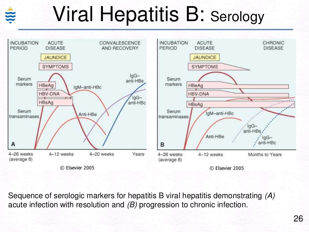 Pathology of Hepatitis Lecture
