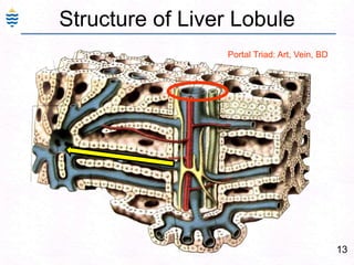13Structure of Liver LobulePortal Triad: Art, Vein, BD