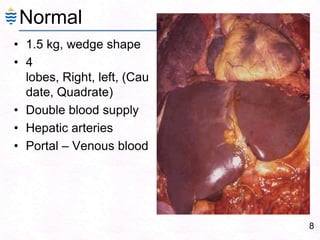 81.5 kg, wedge shape4 lobes, Right, left, (Caudate, Quadrate)Double blood supplyHepatic arteriesPortal – Venous bloodNormal