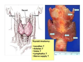 Thyroid Anatomy: Location ? Arteries ? Veins ? Lymphatics ? Nerve supply ? 