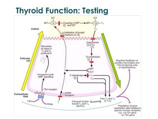 Thyroid Function: Testing 