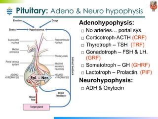 Pituitary:  Adeno & Neuro hypophysis Adenohypophysis: No arteries… portal sys. Corticotroph-ACTH  (CRF) Thyrotroph – TSH  (TRF) Gonadotroph – FSH & LH.  (GRF) Somatotroph – GH  (GHRF) Lactotroph – Prolactin.  (PIF) Neurohypophysis: ADH & Oxytocin Epi. – Ner. 