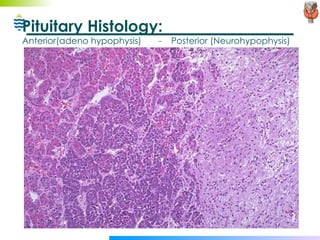 Pituitary Histology: Anterior(adeno hypophysis)  -  Posterior (Neurohypophysis) 