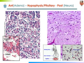 Ant (Adeno) –  Hypophysis/Pituitary  -  Post  (Neuro) 