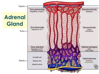 Adrenal Gland 