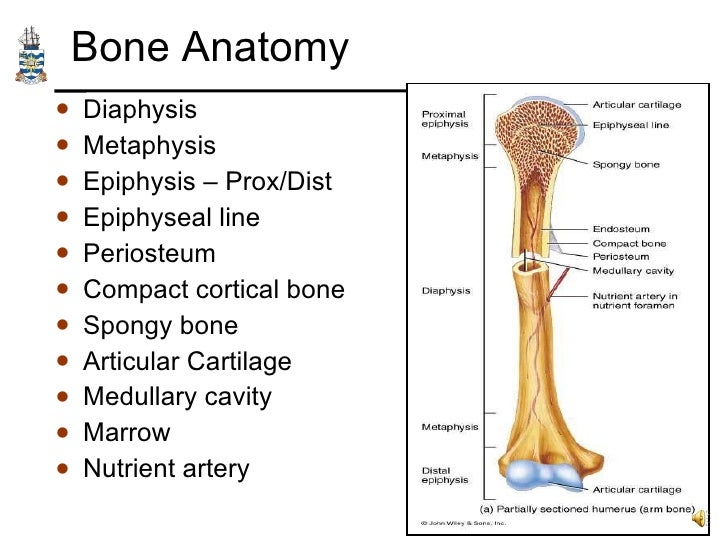 Pathology of Trauma