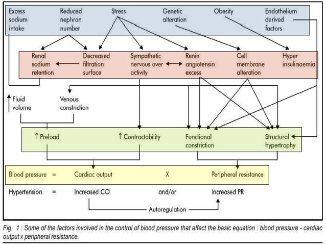 Pathology of Hypertension | PPT