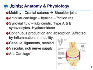 Joints:  Anatomy & Physiology <ul><li>Mobility - Cranial sutures    Shoulder joint. </li></ul><ul><li>Articular cartilage...
