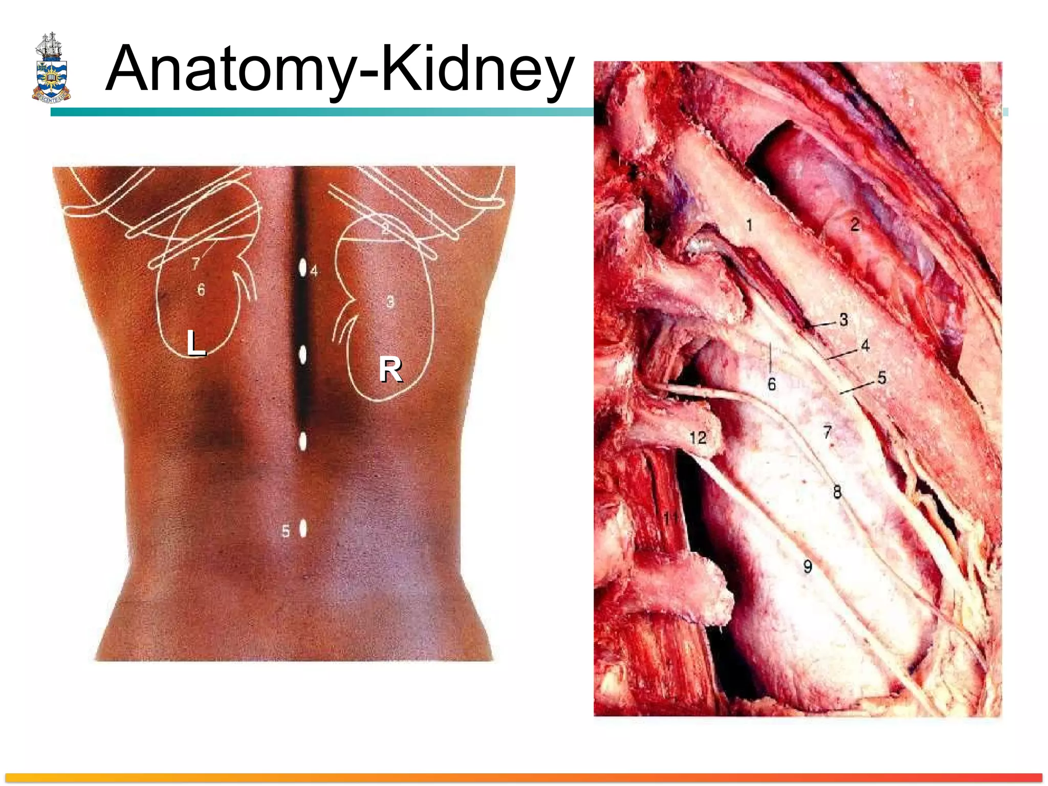 Anatomy-Kidney L R 