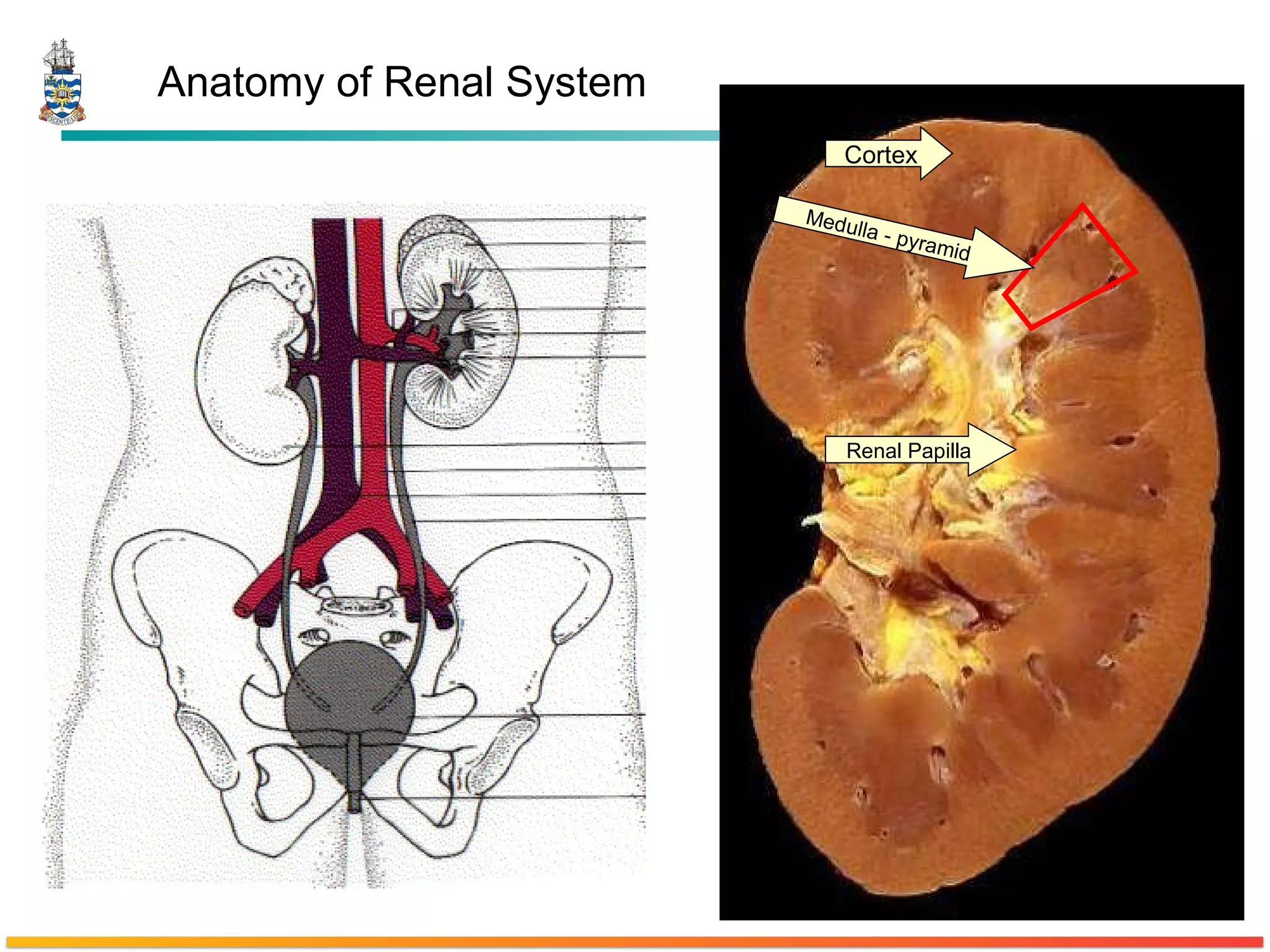 Anatomy of Renal System Cortex Medulla - pyramid Renal Papilla 