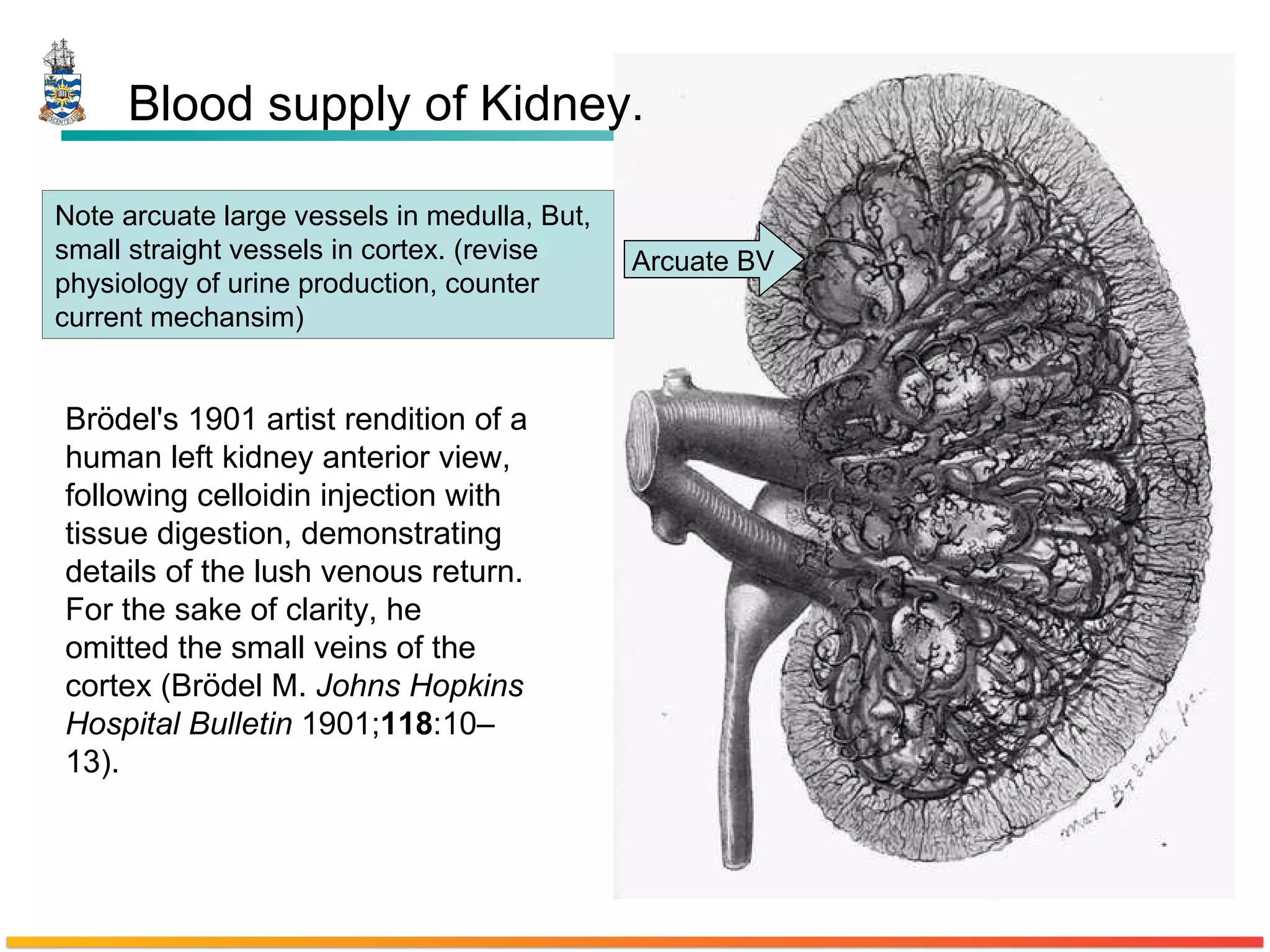 Blood supply of Kidney. Brödel's 1901 artist rendition of a human left kidney anterior view, following celloidin injection with tissue digestion, demonstrating details of the lush venous return. For the sake of clarity, he omitted the small veins of the cortex (Brödel M.  Johns Hopkins Hospital Bulletin  1901; 118 :10–13). Arcuate BV Note arcuate large vessels in medulla, But, small straight vessels in cortex. (revise physiology of urine production, counter current mechansim) 