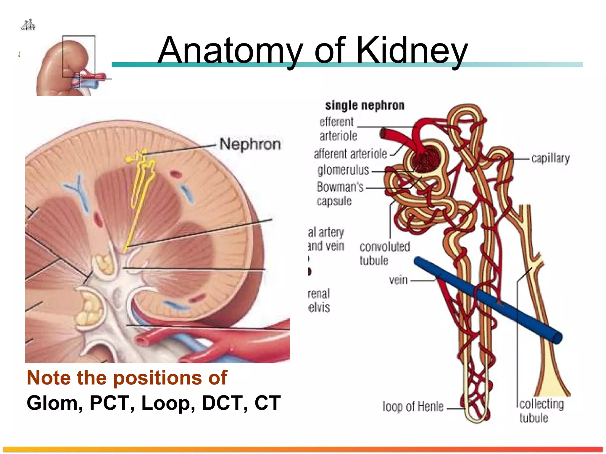 Note the positions of  Glom, PCT, Loop, DCT, CT Anatomy of Kidney 