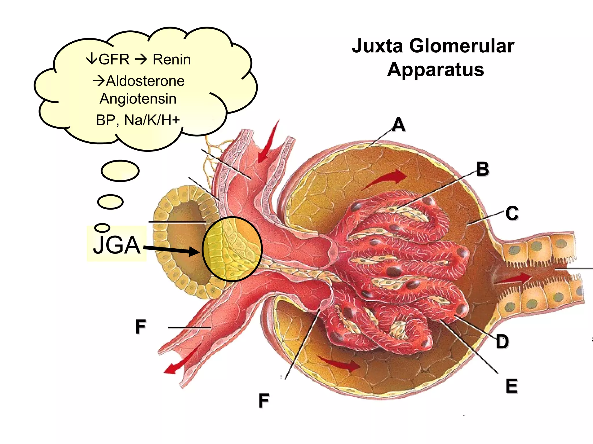 A B C D E F F Juxta Glomerular  Apparatus JGA  GFR    Renin  Aldosterone Angiotensin BP, Na/K/H+ 