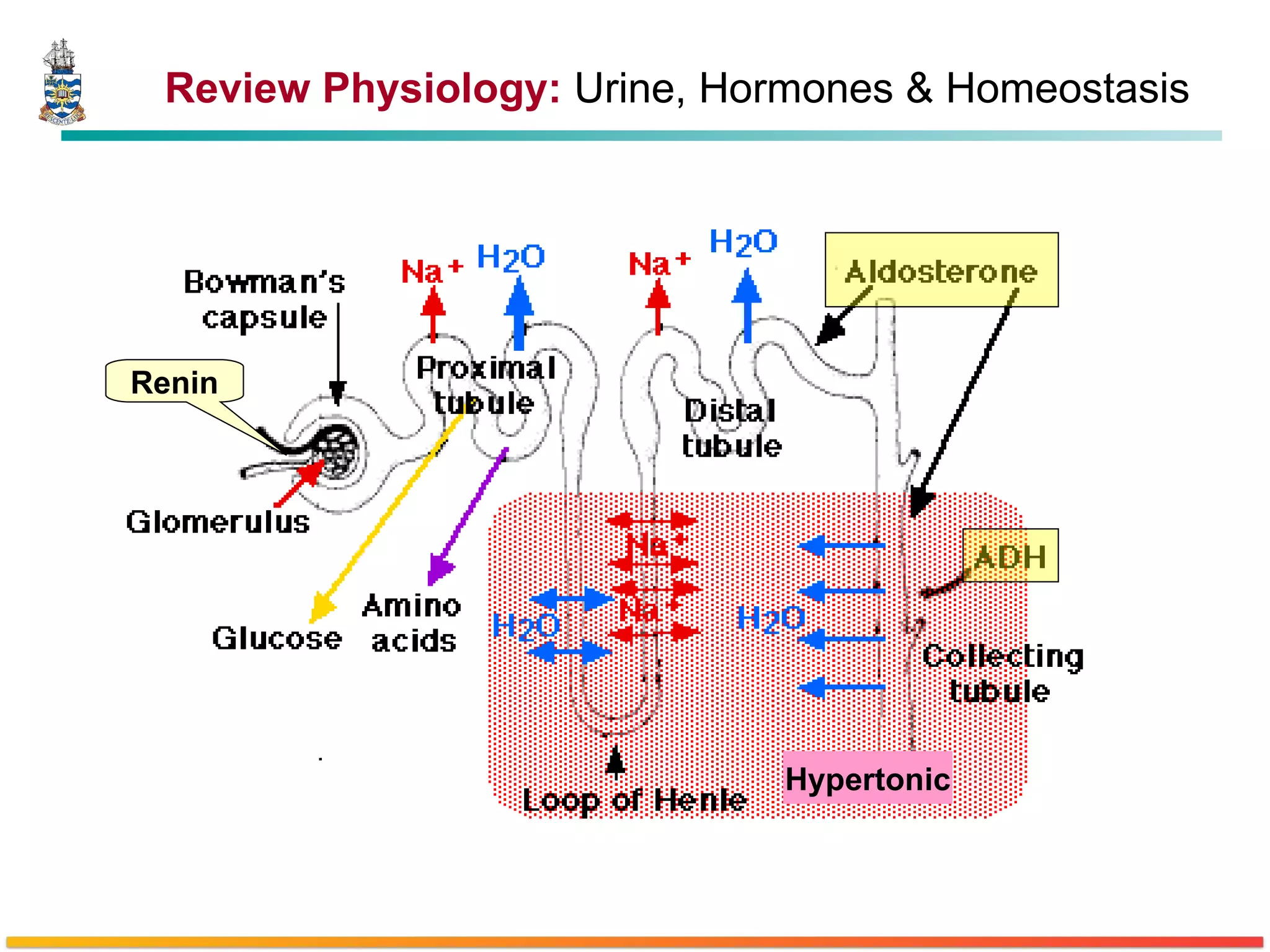 Review Physiology:  Urine, Hormones & Homeostasis Renin Hypertonic 