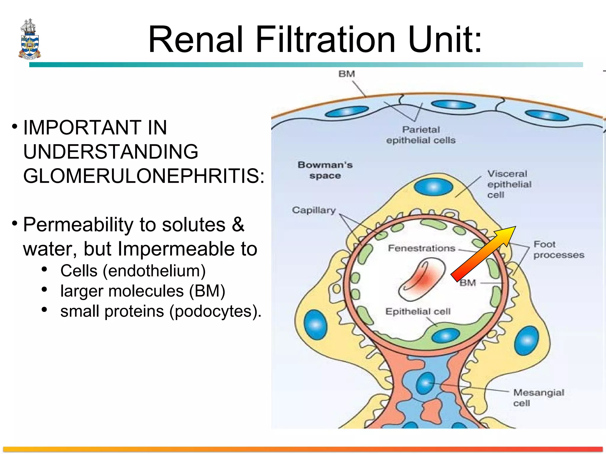 Renal Filtration Unit: IMPORTANT IN UNDERSTANDING GLOMERULONEPHRITIS: Permeability to solutes & water, but Impermeable to  Cells (endothelium) larger molecules (BM)  small proteins (podocytes). 
