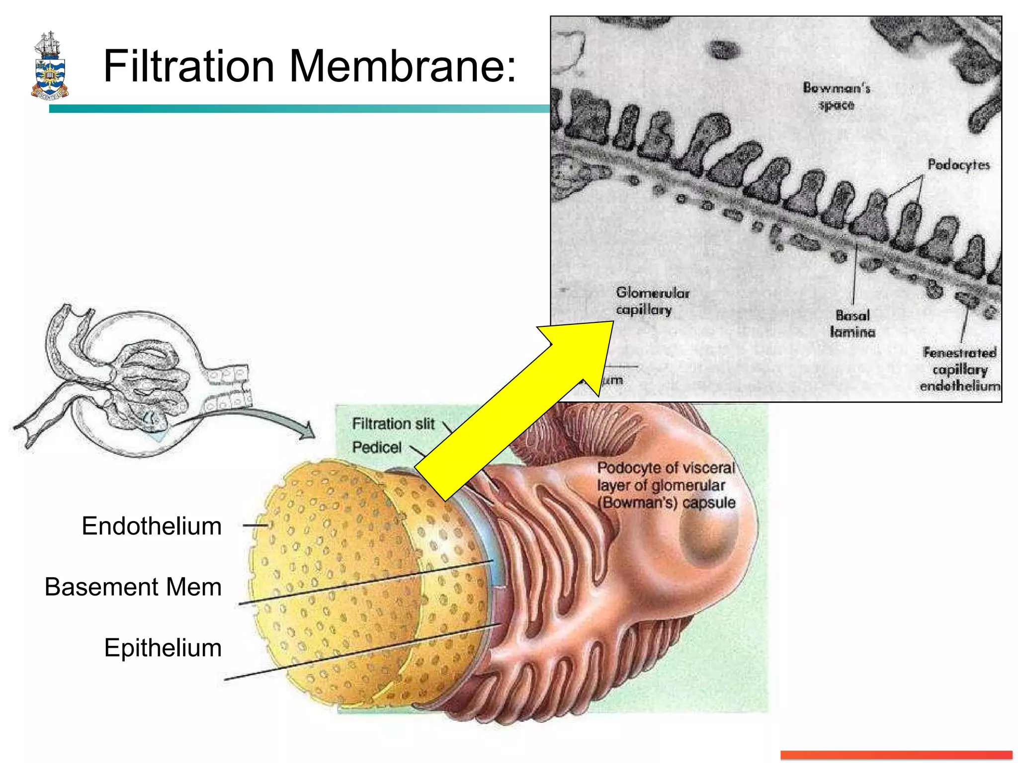 Filtration Membrane: Endothelium Basement Mem Epithelium 