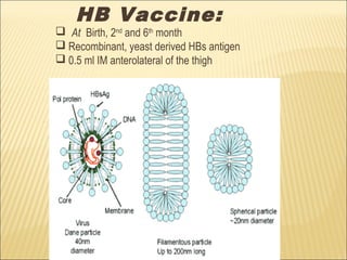 HB Vaccine:
 At Birth, 2nd
and 6th
month
 Recombinant, yeast derived HBs antigen
 0.5 ml IM anterolateral of the thigh
 