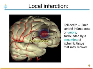 Local infarction: Cell death ~ 6min central infarct area or  umbra ,  surrounded by a  penumbra  of ischemic tissue that may recover  