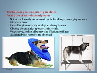 The following are important guidelines
for the use of restraint equipments:
- Not be used simply as a convenience in handling or managing animals.
Minimum time.
- Should be given training to adapt to the equipment.
- Observe the animal at appropriate intervals.
- Veterinary care should be provided if lesions or illness
associated with restraint are observed.
25-Jan-18 10
 