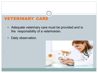 4
VETERINARY CARE

• Adequate veterinary care must be provided and is
the responsibility of a veterinarian.

• Daily observation.
 