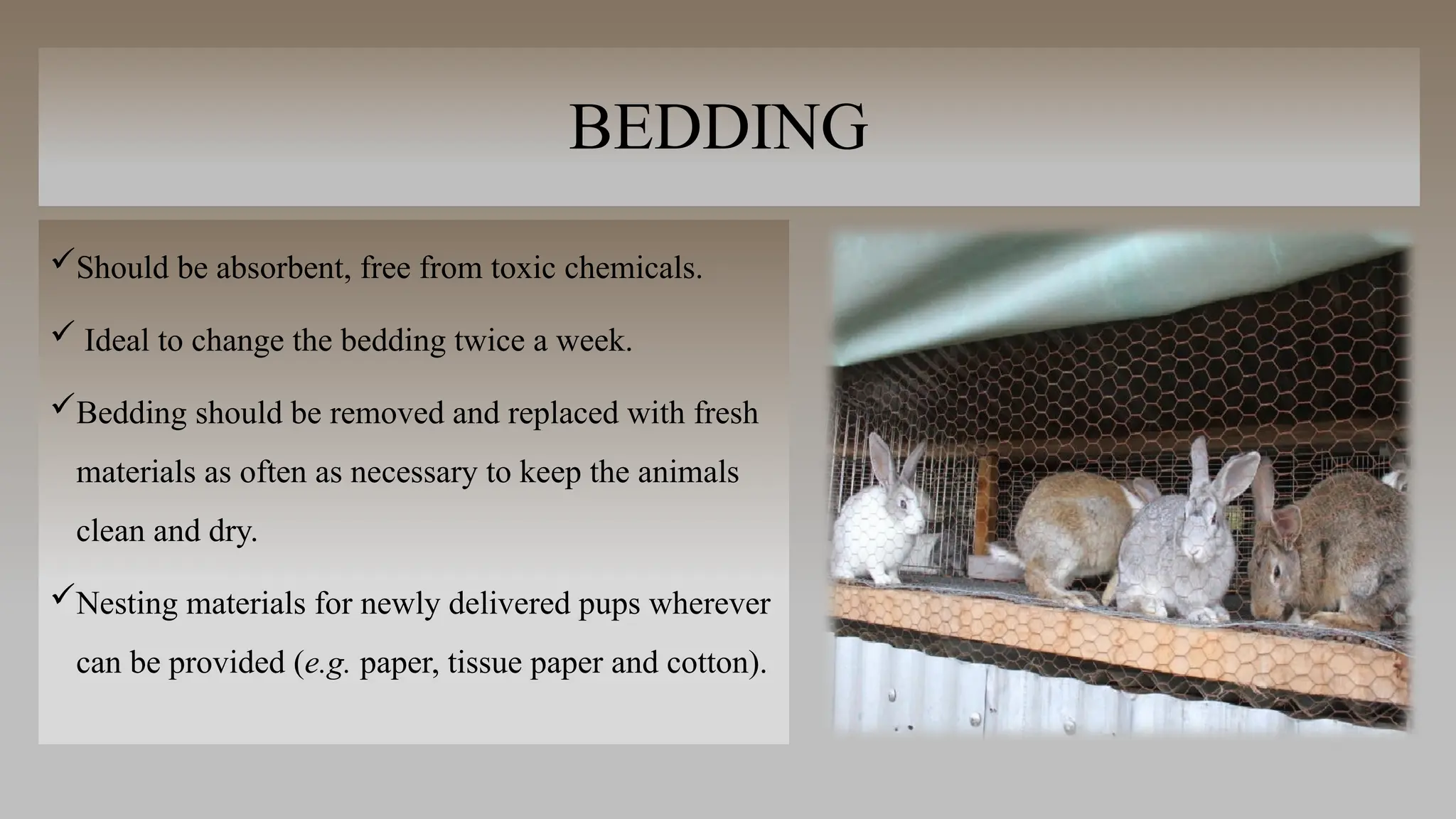 BEDDING
Should be absorbent, free from toxic chemicals.
 Ideal to change the bedding twice a week.
Bedding should be removed and replaced with fresh
materials as often as necessary to keep the animals
clean and dry.
Nesting materials for newly delivered pups wherever
can be provided (e.g. paper, tissue paper and cotton).
 