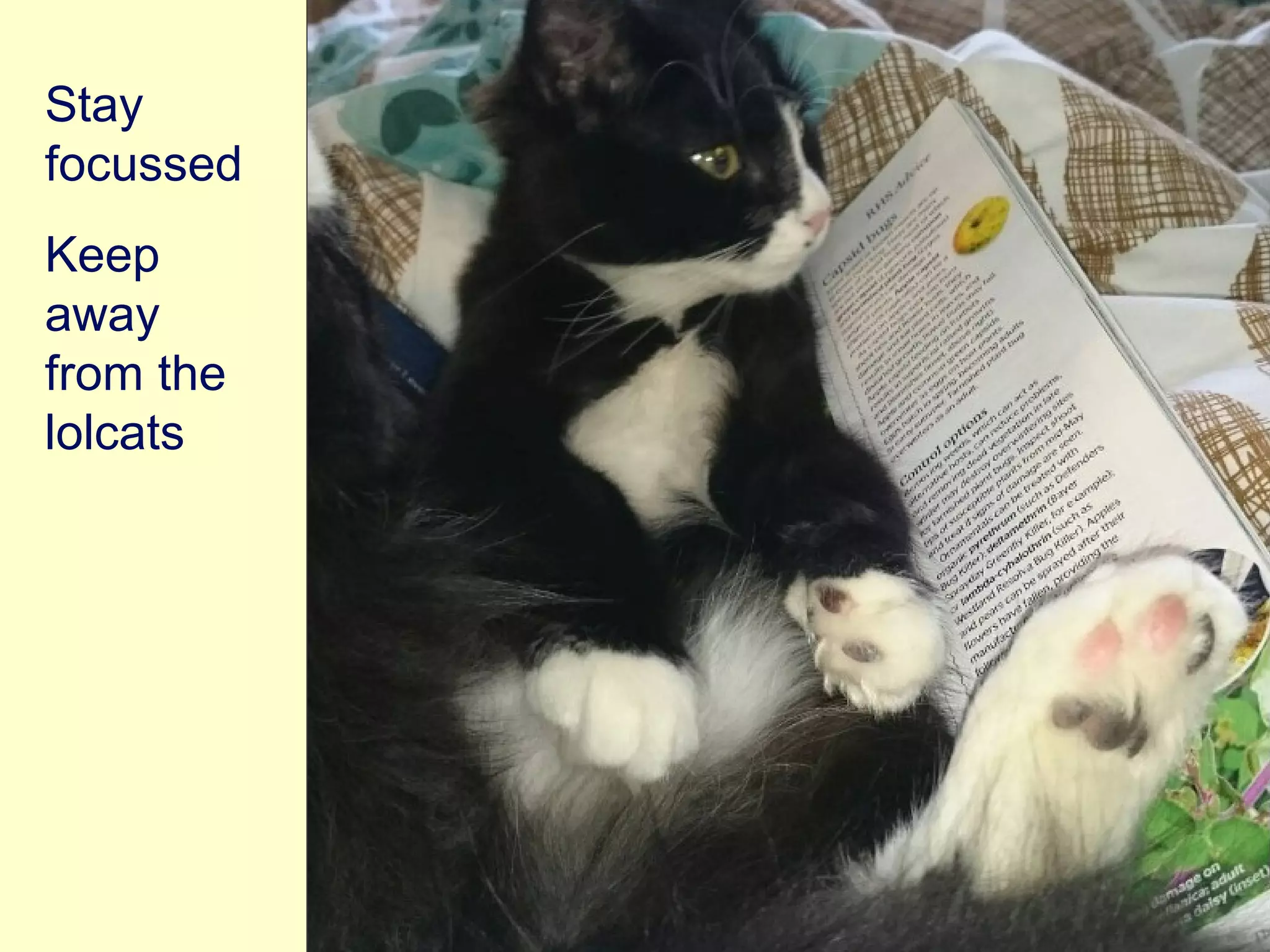 Stay
focussed
Keep
away
from the
lolcats
 