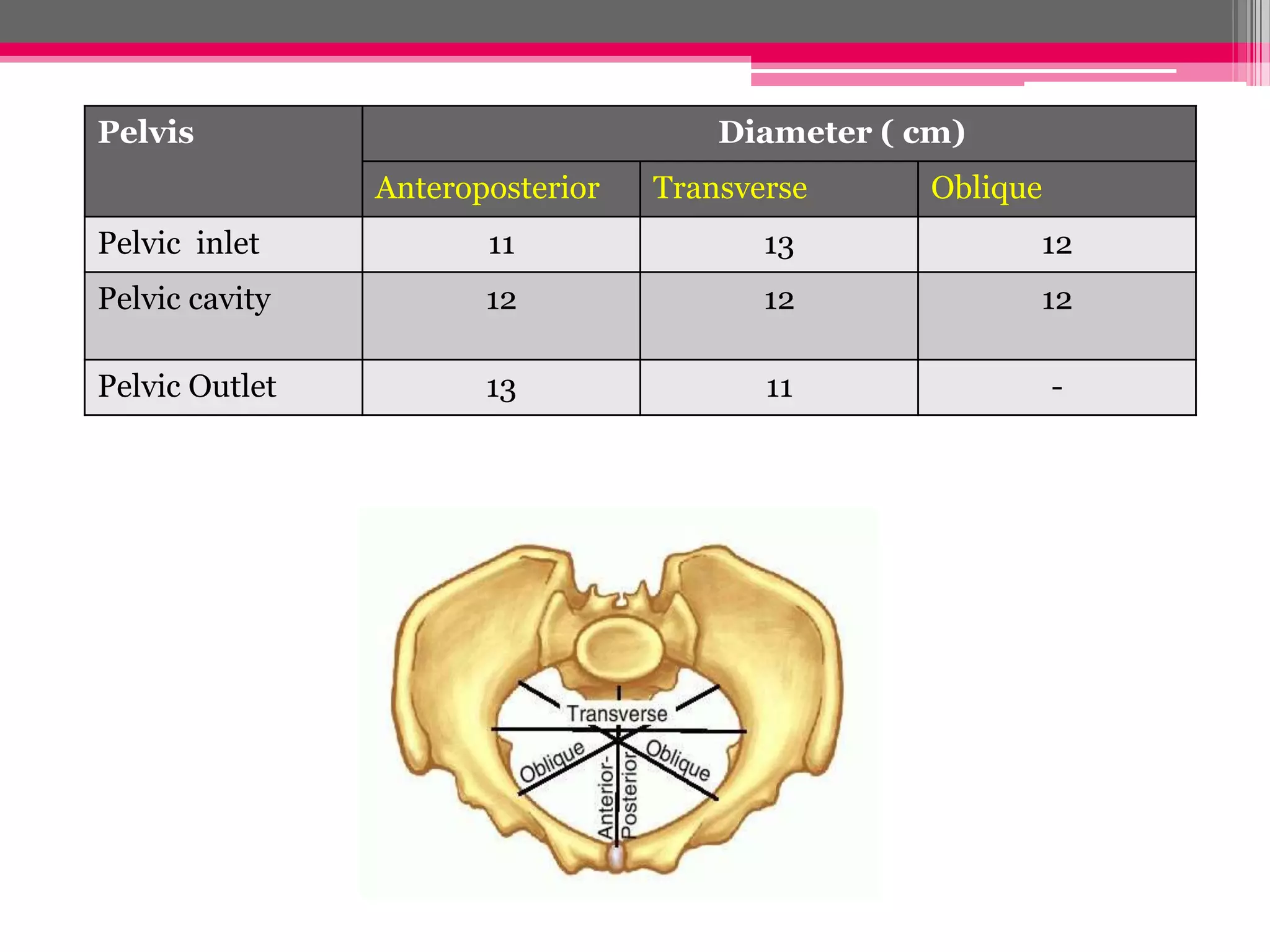 Pelvis

Diameter ( cm)
Anteroposterior

Transverse

Oblique

Pelvic inlet

11

13

12

Pelvic cavity

12

12

12

Pelvic Outlet

13

11

-

 