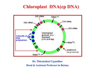 Chloroplast DNA(cp DNA)
Dr. Thirunahari Ugandhar
Head & Assistant Professor in Botany
 