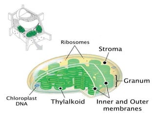 •Chloroplast DNA is comparatively large, circular in
nature, commonly denoted as ctDNA.
•The presence of DNA in chloroplas...