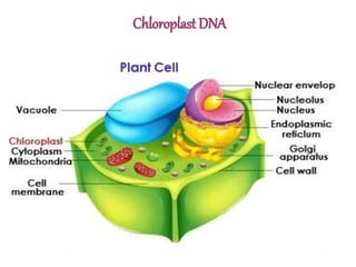 Chloroplast DNA
 