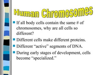  If all body cells contain the same # of
  chromosomes, why are all cells so
  different?
 Different cells make different proteins.
 Different “active” segments of DNA.
 During early stages of development, cells
  become “specialized.”
 