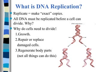 What is DNA Replication?
   Replicate = make “exact” copies.
   All DNA must be replicated before a cell can
    divide. Why?
   Why do cells need to divide?
     1.Growth.
     2.Repair or replace
      damaged cells.
     3.Regenerate body parts
      (not all things can do this).
 