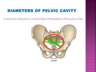 DIAMETERS OF PELVIC CAVITY
As the cavity of the pelvis is round in shape, all the diameter of the cavity is 12cm
 