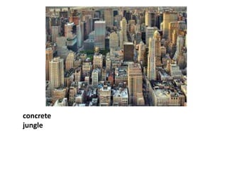concrete
jungle