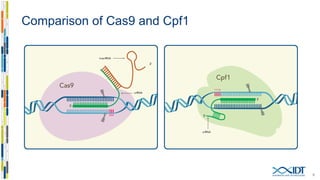 Cpf1 structure and function
66
Yamano T, Nishimasu H, et al. (2016) Crystal structure of cpf1 in
complex with guide RNA and target DNA. Cell, 165(4):949–962.
 